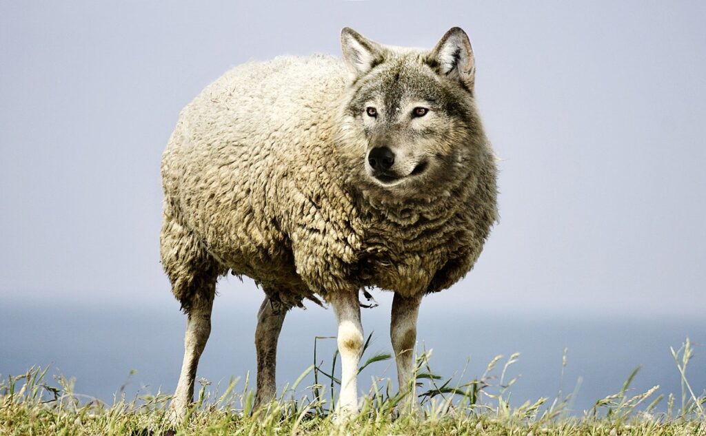writing client sheep wolf