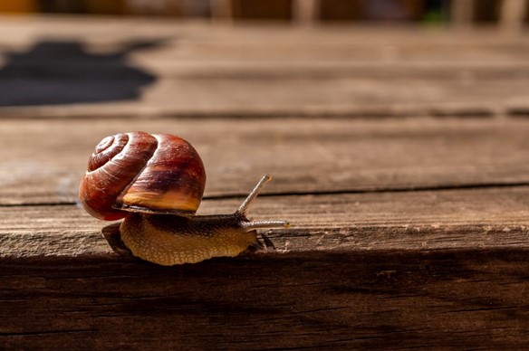 snail speed up