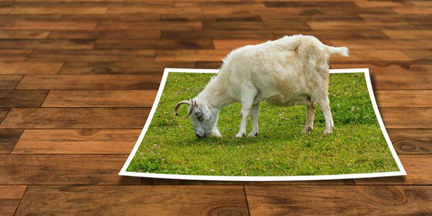 images for content writing goat on fake grass