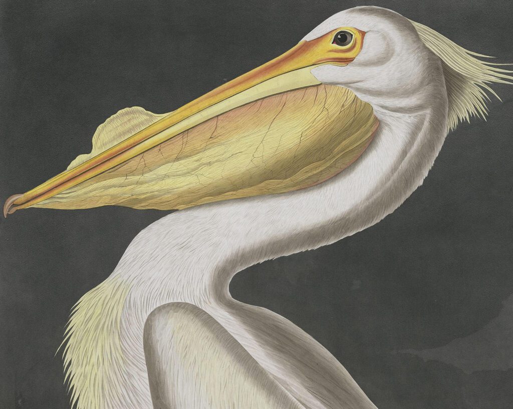 painting of pelican from The Birds of North America, the most expensive book