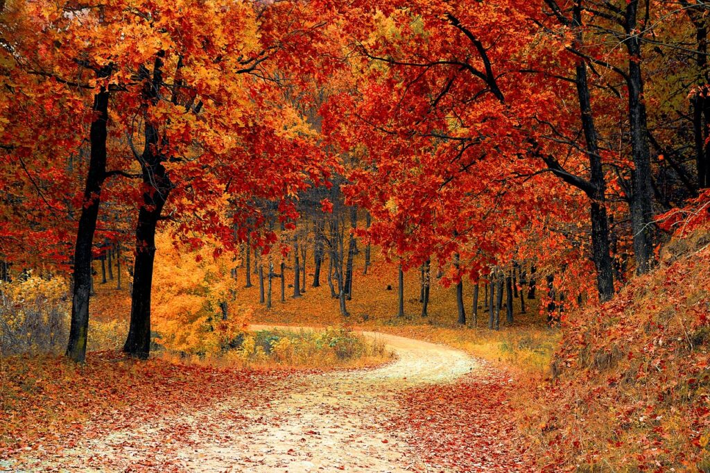 path in the woods in the fall